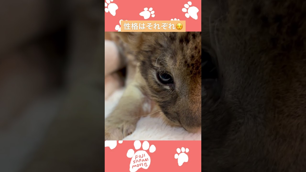 ライオンの赤ちゃん🍼生後25日目🐾 #富士サファリパーク #ライオンの赤ちゃん #動物の赤ちゃん #lionbaby