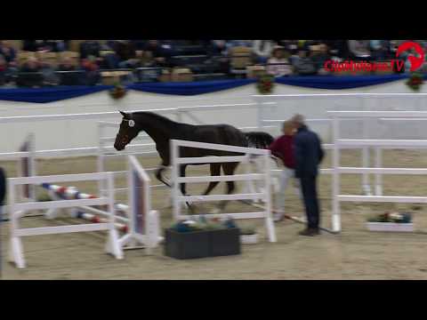 Holsteiner Körung 2019 - Nr. 31 Charaktervoll