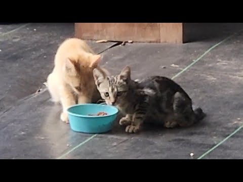 Adorable farm kittens 😻