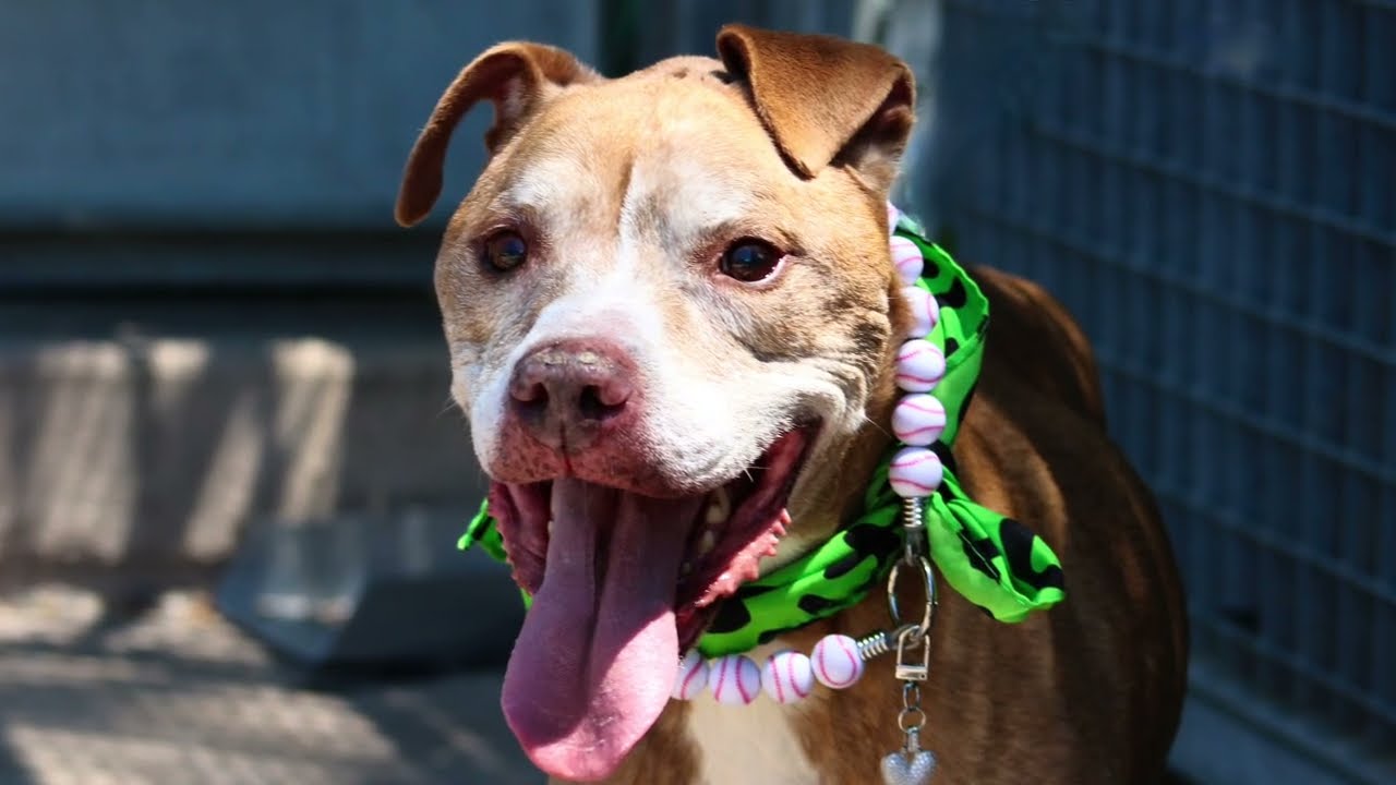 Enlarge James, a ADOPTABLE American Staffordshire Terrier in Wingdale, NY video 4/4