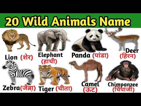 20 Wild Animals Name in Hindi and English with pictures | 20 जंगली जानवरों के नाम | Animals Name |