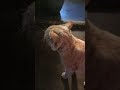Orange Cat Hungry