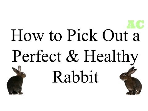 How to pick out a perfect & healthy rabbit