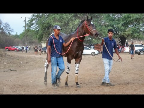 Grandes Finais - FARTURA DO PIAUÍ 2023 Corrida de Cavalos