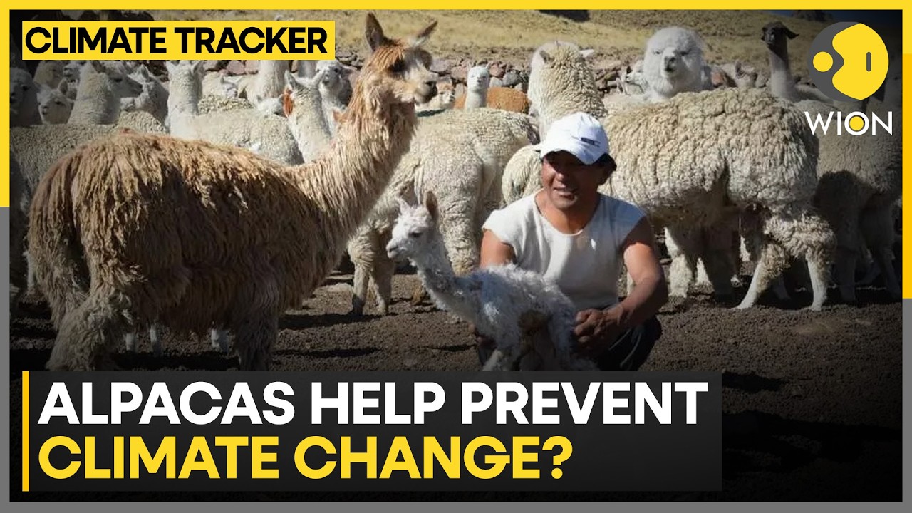 Scientists Look to Alpacas for Climate Answers | WION Climate Tracker