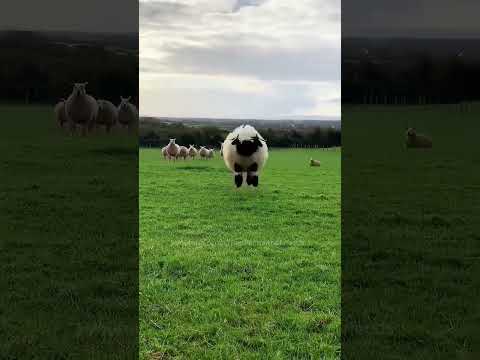 Hurry up, the most beautiful cutie in the world #RedPandaAndFriends #redpanda #panda #pets #animals