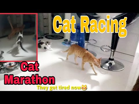 How fast can cats run?