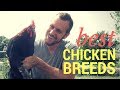 The Best Chicken Breeds
