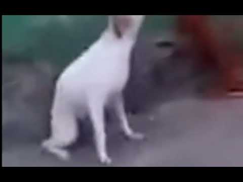 Che fini mondo remix