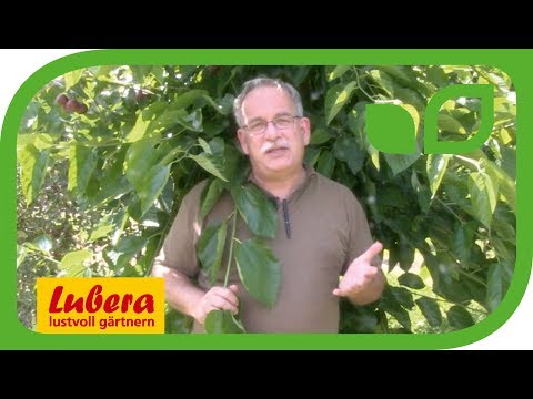 Die Maulbeere 'Illinois Everbearing'