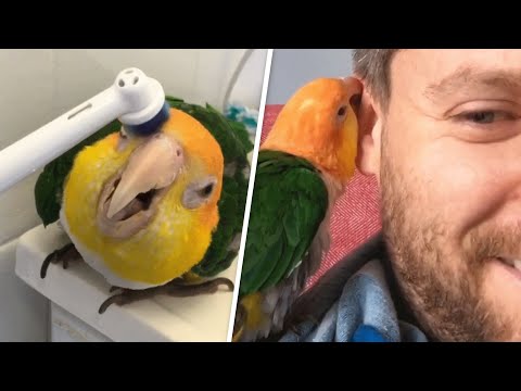 This Parrot Is Obsessed With Toothbrushes - Hilarious!