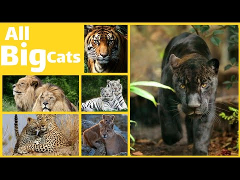 All Big Cats- Big Cats Names - Wild Cats - learn big cats of the world