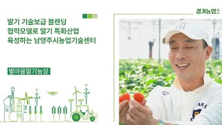 여름에도 딸기 재배와 체험이 가능한 농장이 경기도에?