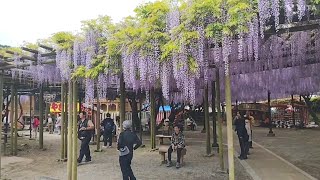 20250425 福岡県 八女市 黒木大藤 樹齢600年