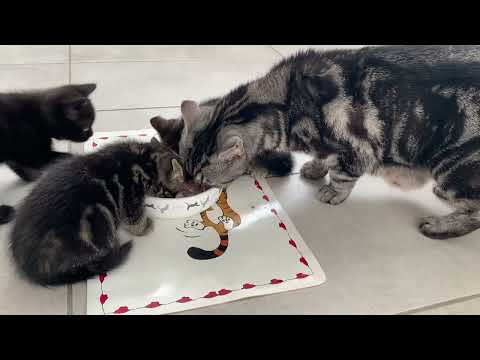 BKH Kitten sechs Wochen alt- 6 Wochen alte Kätzchen Katzen Kinder