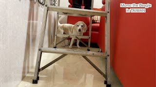 旧正月が来る前に大掃除をする大人をじゃまするビーグル犬モモ