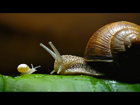 Phylum Mollusca Part 1: General Introduction
