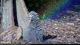 Staying Cool 101: Albatross Style – Mar. 16, 2017