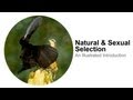 Natural Selection Sexual Selection An Illustrated Introduction