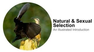 Natural Selection & Sexual Selection: An Illustrated Introduction