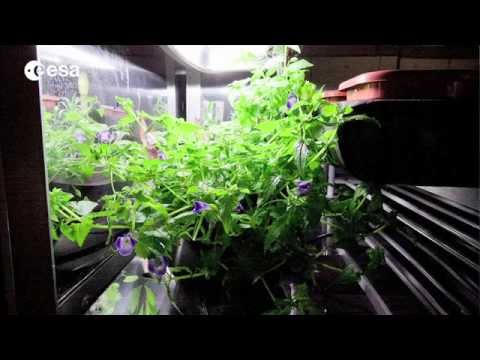 Plants in space