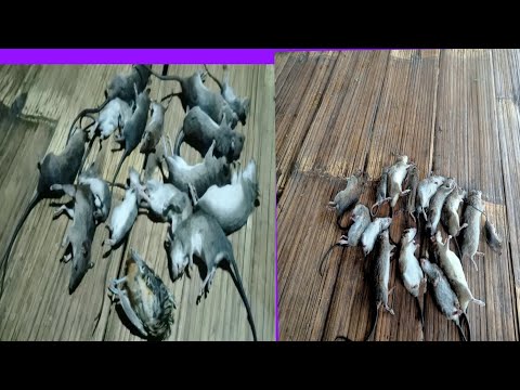 Buhseng ramriah leh Vaithang kam..30 chuang ka awk ve e