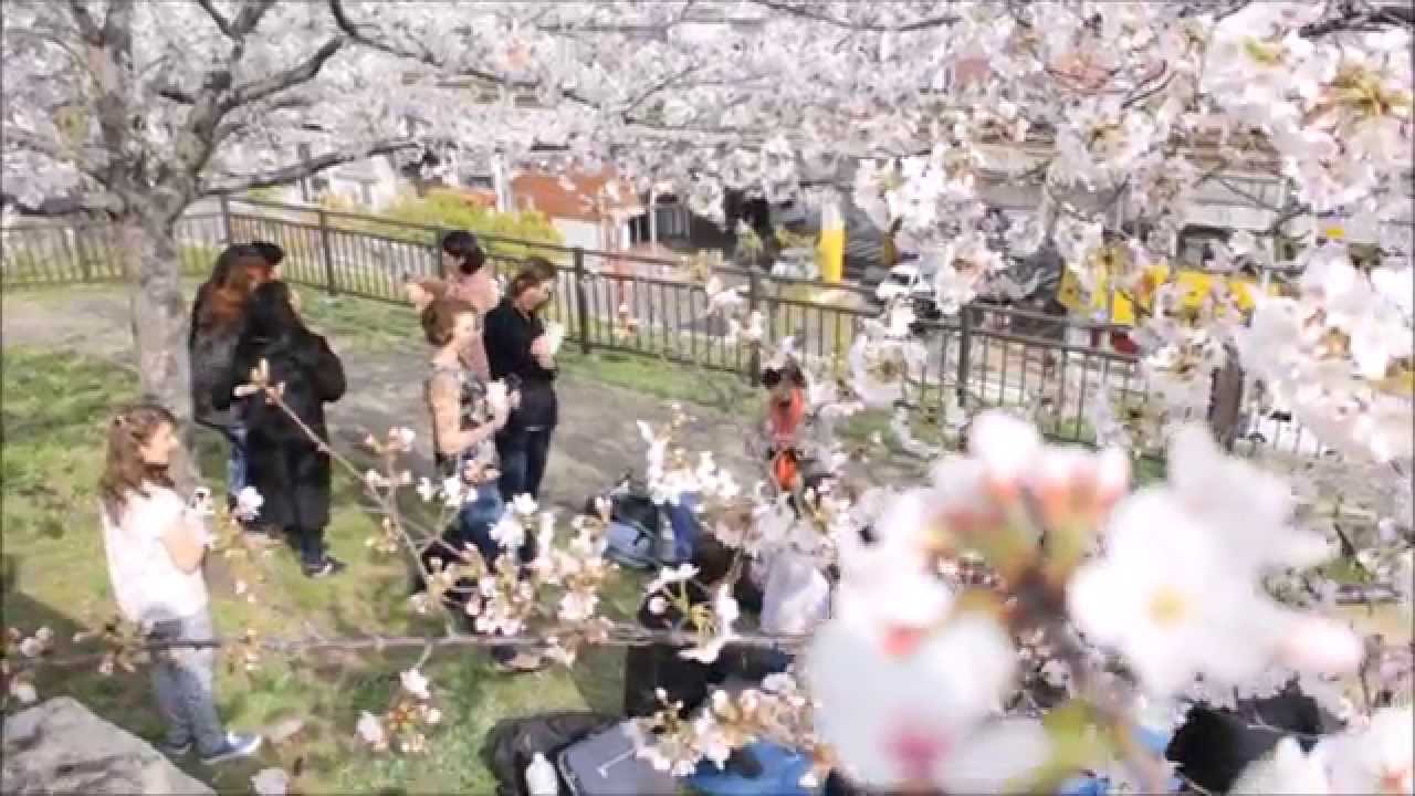 Lexis Japan
