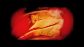 Dasha Rush  - Abandoned Beauties and Beasts (R-N 158)