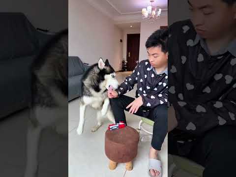 狗：你是真狗啊！ #人和狗總要瘋一個系列 #誰家還沒個傻狗 #萬物可愛計劃 #斑點狗大戰哈士奇 #萌寵出道計劃