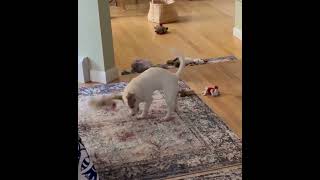 Video preview image #1 Chiweenie Puppy For Sale in Wakefield, RI, USA