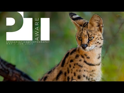 NATChat - PT Aware Magazine Vol 09 - Serval Cat