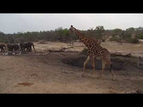 Djuma: Elephants, Giraffe, Warthogs and Impalas  - 14:18 - 10/28/19