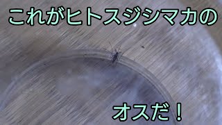 ヒトスジシマカのオスはこんな姿なのだ！【ヒトスジシマカ】