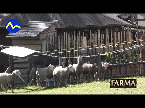 Ovca ocikala podlahu v spálni - FARMA