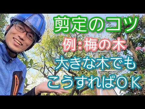 梅の木の剪定はいつ、どのように行うのですか？知っておくべきことすべて、そしてそれ以上！  庭園