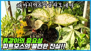물을 잘 줘도 식물이 말라 죽는다면 꼭 보세요!! 과습이 아닙니다. 분갈이와 흙갈이의 중요성!!