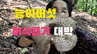능이버섯산행 경기북부지방 지금부터는 능이버섯 이삭줍기해라 능이버섯 이삭줍기대박