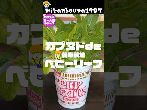 園芸 メスクランを成長させる