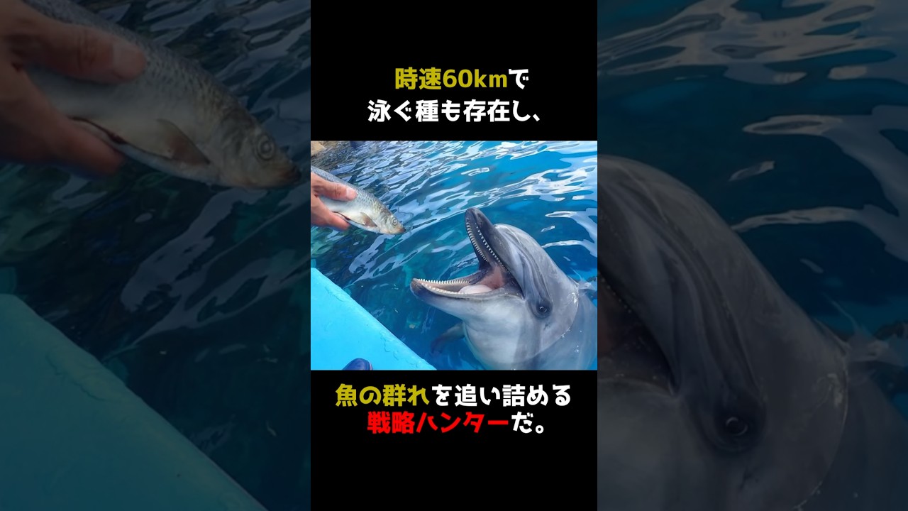 天才すぎるイルカ#雑学 #動物 #マジか動物園