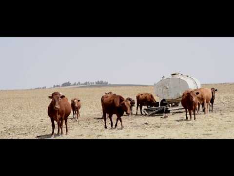 TSELA ( directed by Vittorio Bettini / music Solo uno )