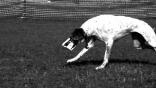 preview picture of video 'Canine biomechanics - running motion'