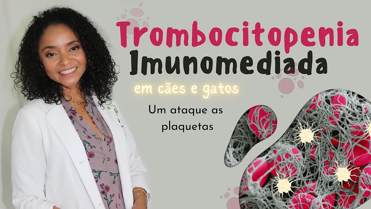 #TROMBOCITOPENIA IMUNOMEDIADA em cães e gatos.