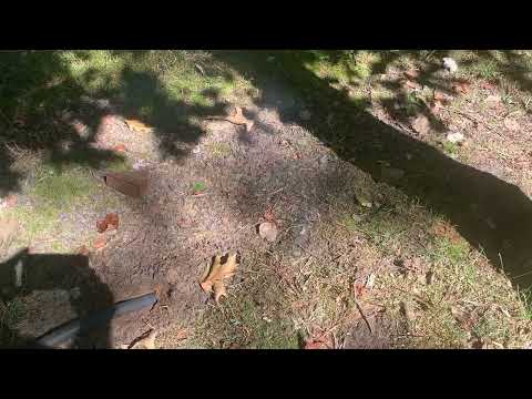 How the Burrow RX Works Against Moles in Plainsboro, NJ