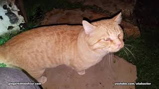 Cats Exploring Outside Their Catio at Night