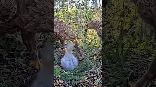 #357E | Review mom dad birds brings food to feed their babies in the nest | Birds Nest Family #birds