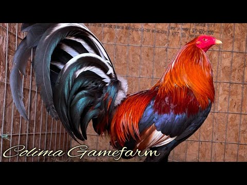 Cowans Sweater Grey - COLIMA FARM