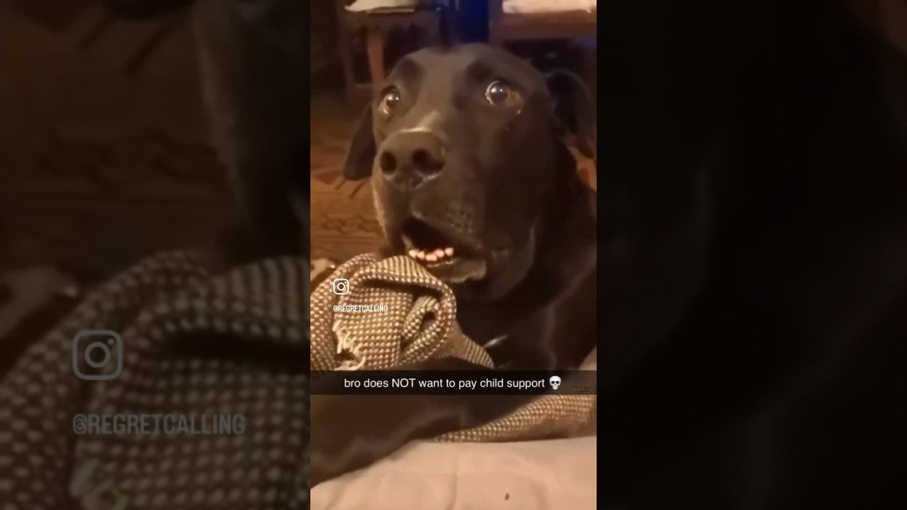 Bro doesn’t want to pay child support #dog #funny #memes