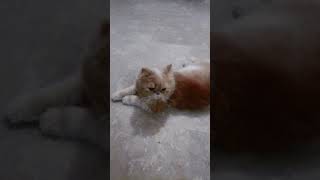 PERSIAN BREED OF TOM, GARFIELD