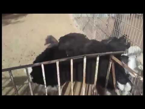 رقصة النعامة في حديقة الحيوان