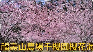 [問卦] 福壽山農場千櫻園櫻花海是不是很好看呢？